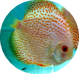 Red Spotted Golden Leopard Discus Fish 3-4 inch